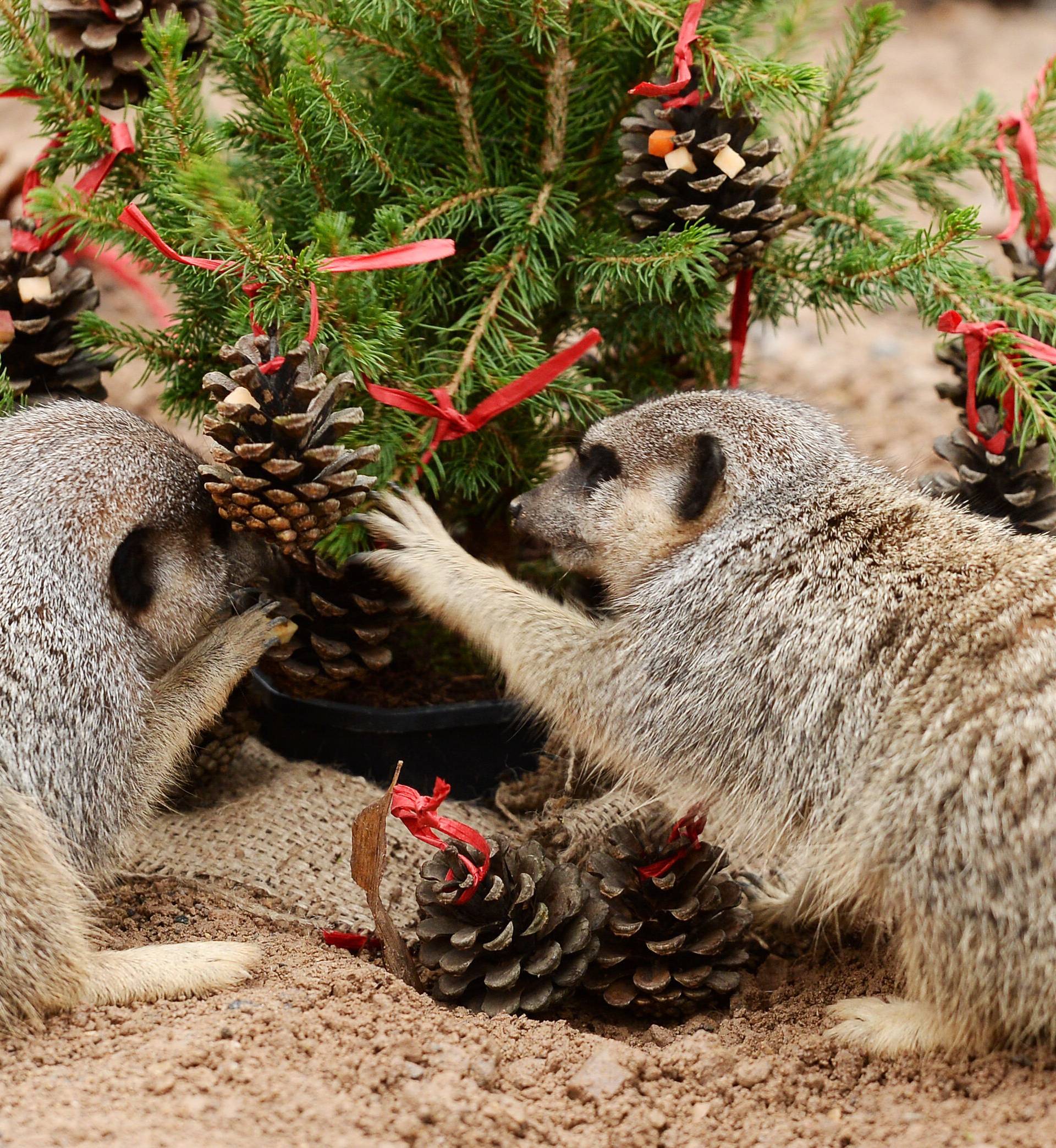 Christmas treats at London Zoo