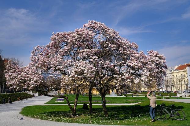 Procvale magnolije na Trgu kralja Tomislava