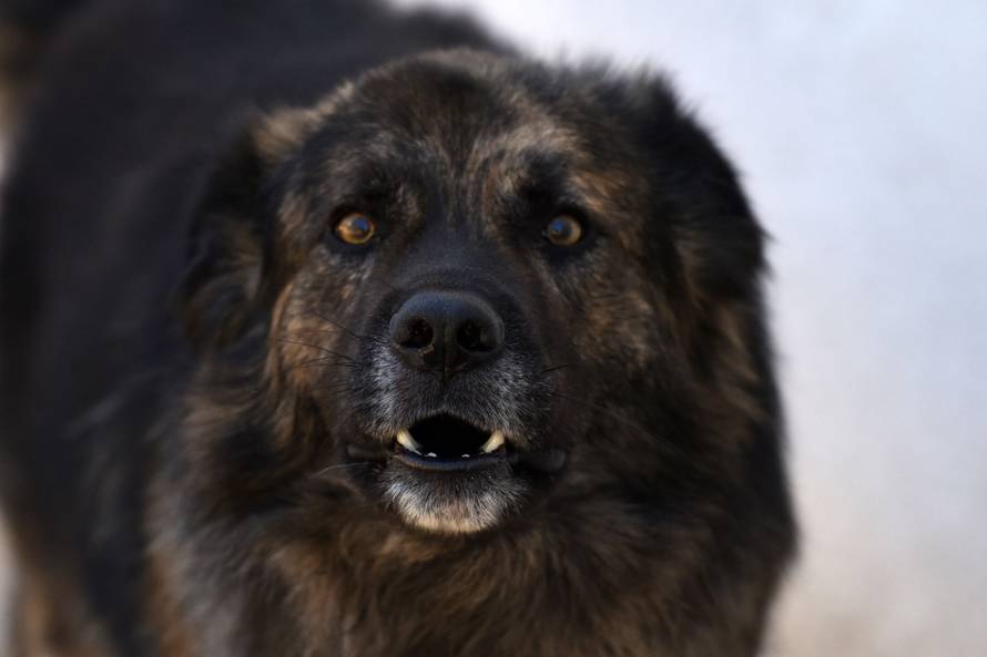 Dao 25.000 kn za vještačenje Mede, a ništa se nije provelo