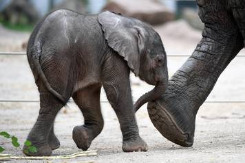 New born elephant calf in Halle/Saale