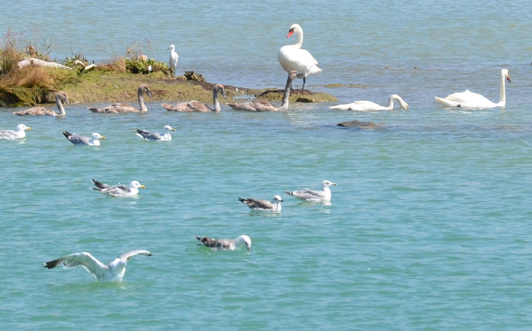 Na ljetovanju: Obitelj labudova kupala se u moru kod Poreča