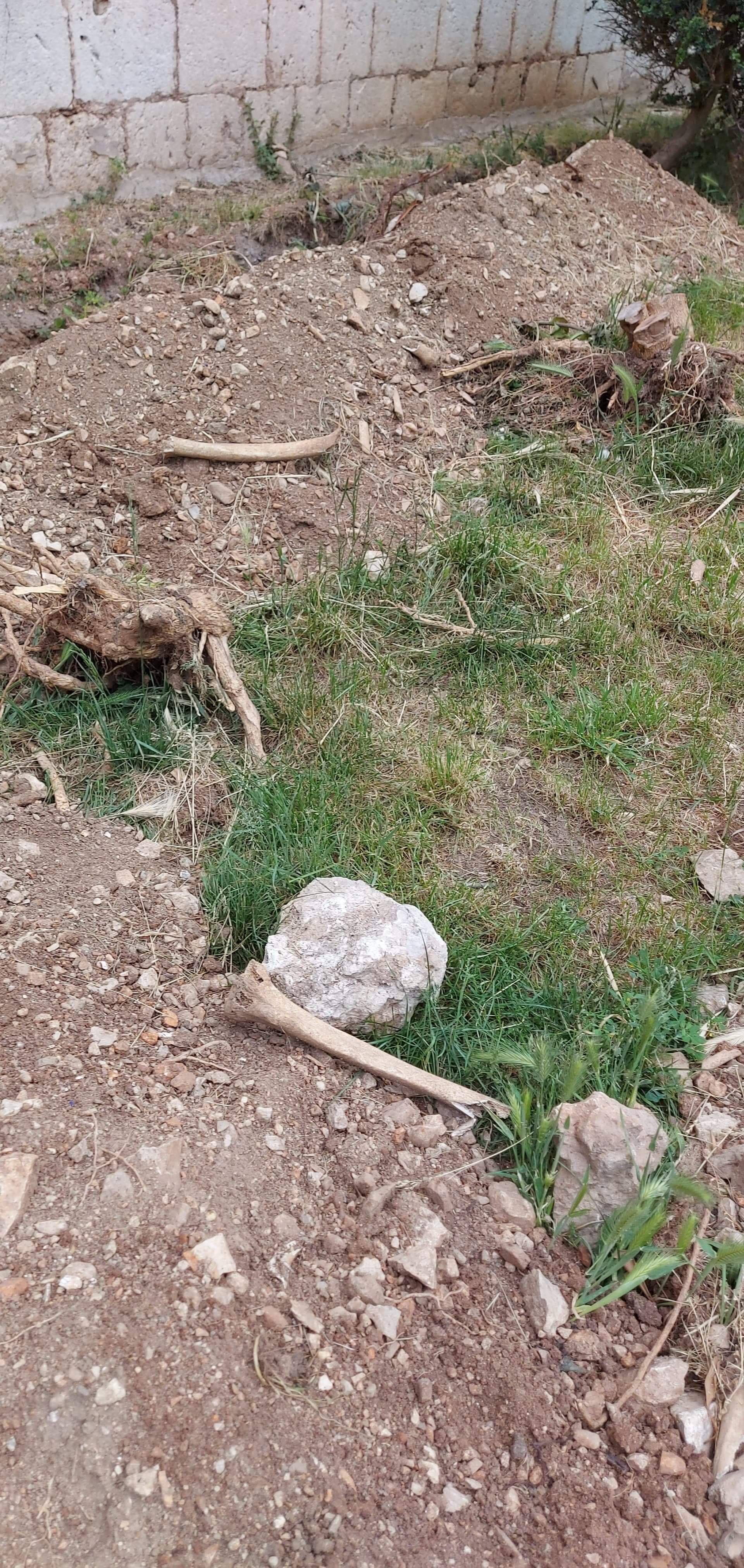Ljudske kosti iz 15. stoljeća tjedan dana stajale razbacane po travnjaku u centru Šibenika