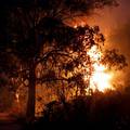 Požar u Ateni izvan kontrole: Stanovnici evakuirani, a kuće i posjedi u plamenoj stihiji
