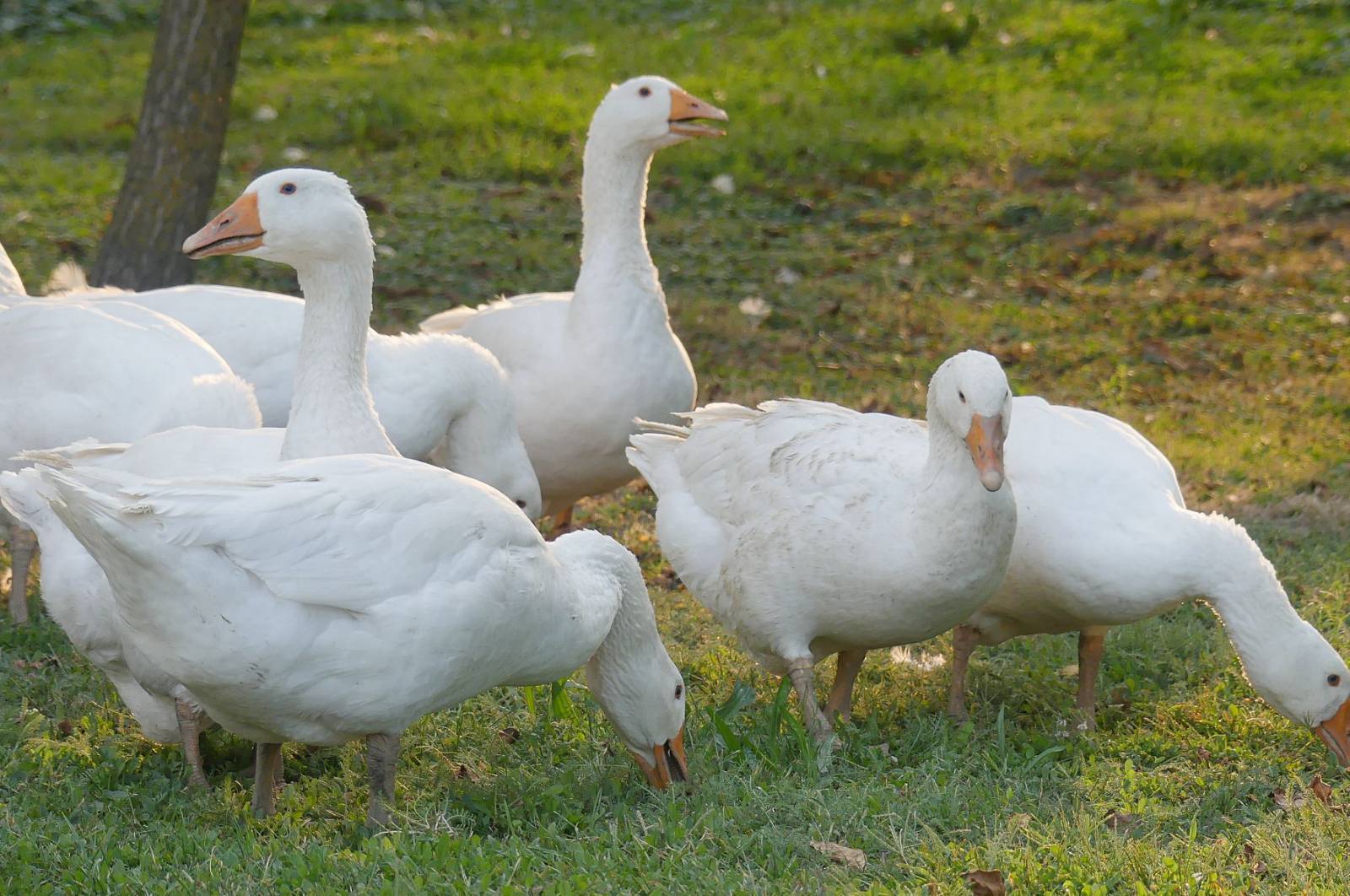 Tradicija opet živi: 'Vratile smo guske u našu Grabrovnicu. Ljudi su oduševljeni kad su na ispaši'