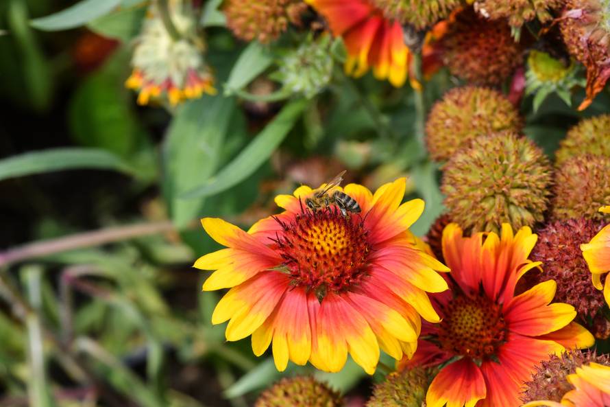 Floraart: Sadnice cvijeća od 2 kune, a za 25 mini vrt u posudi