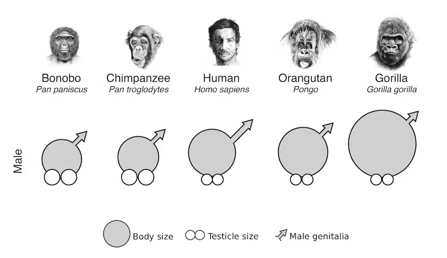 Veličina ljudskog penisa razvila se iz dva razloga - privlačenja partnerica i zastrašivanja!?!