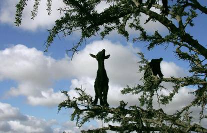 Spretne koze penju se po granama drveta do hrane