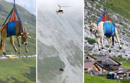 FOTO Krave na vožnji života: Do krda ih prevezli helikopterom
