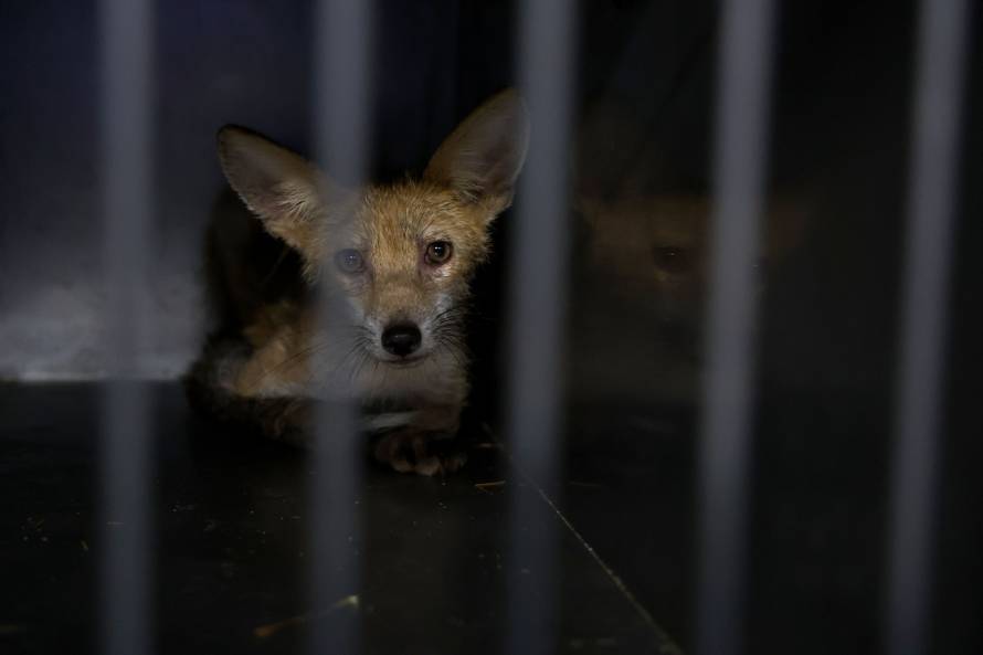 Oporavilište zagrebačkog ZOO-a skrbi za šest mladih lisica koje su zalutale u grad