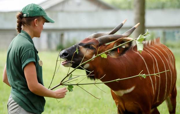 Britanski Safari park ponovno će otvoriti vrata posjetiteljima