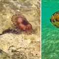VIDEO Ogromna opasna meduza viđena diljem istarske obale: 'Ne dirajte je, može vas opeći!'