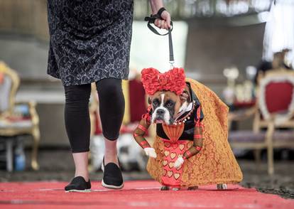 Furbabies dog Pageant
