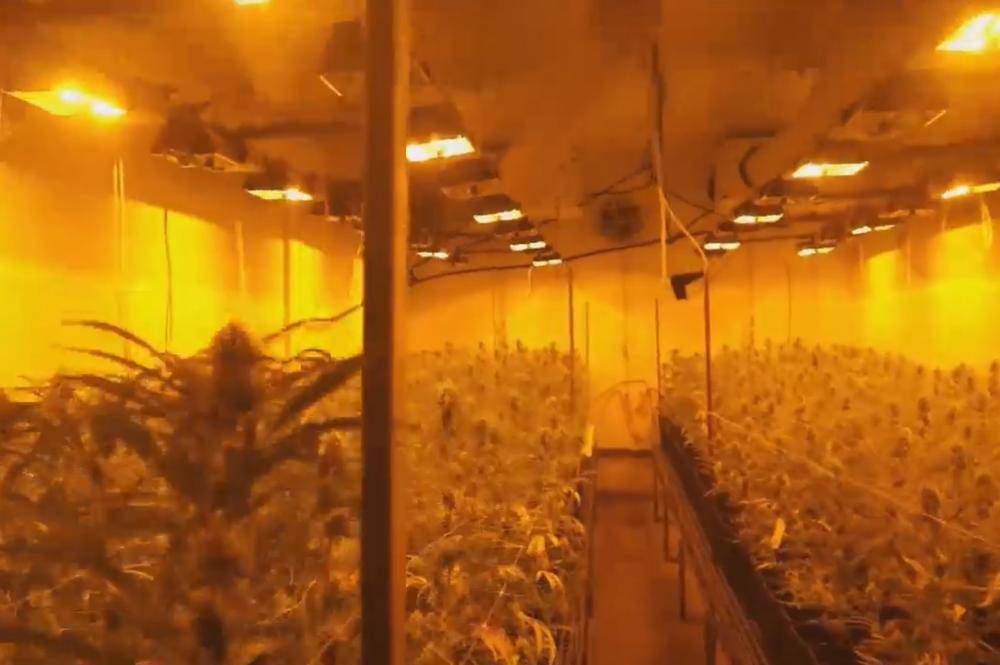 Otkrili su veliki laboratorij za marihuanu: Našli 650 kg droge
