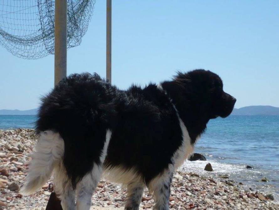 24ljubimci/Fotografije čitatelja