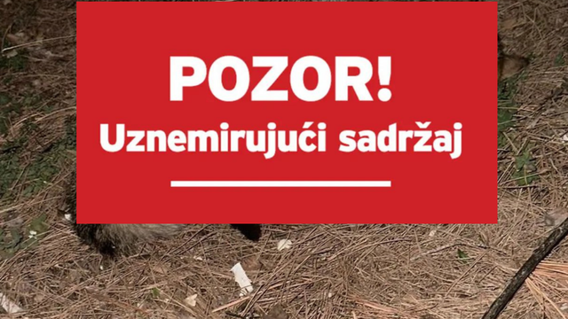 Okrutno ubio mačića, bacao ga 20 metara u zrak. Maturant (19) iz Imotskog sada leti iz škole