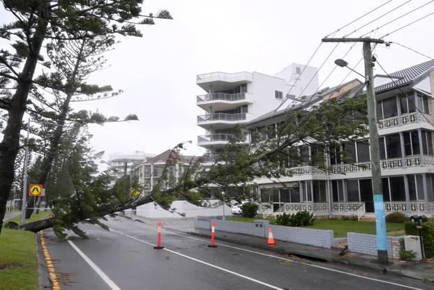 A fallen tree lies on powerlines at Labrador following heavy rains and winds caused by Cyclone Alfred on the Gold Coast