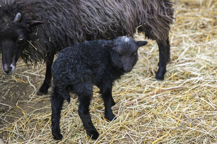 24sata Zagreb: Rodilište u Zoološkom vrtu