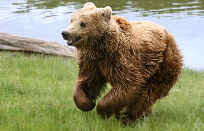 Medvjed istrčao na cestu kod Bakra, pa ga udario automobil 