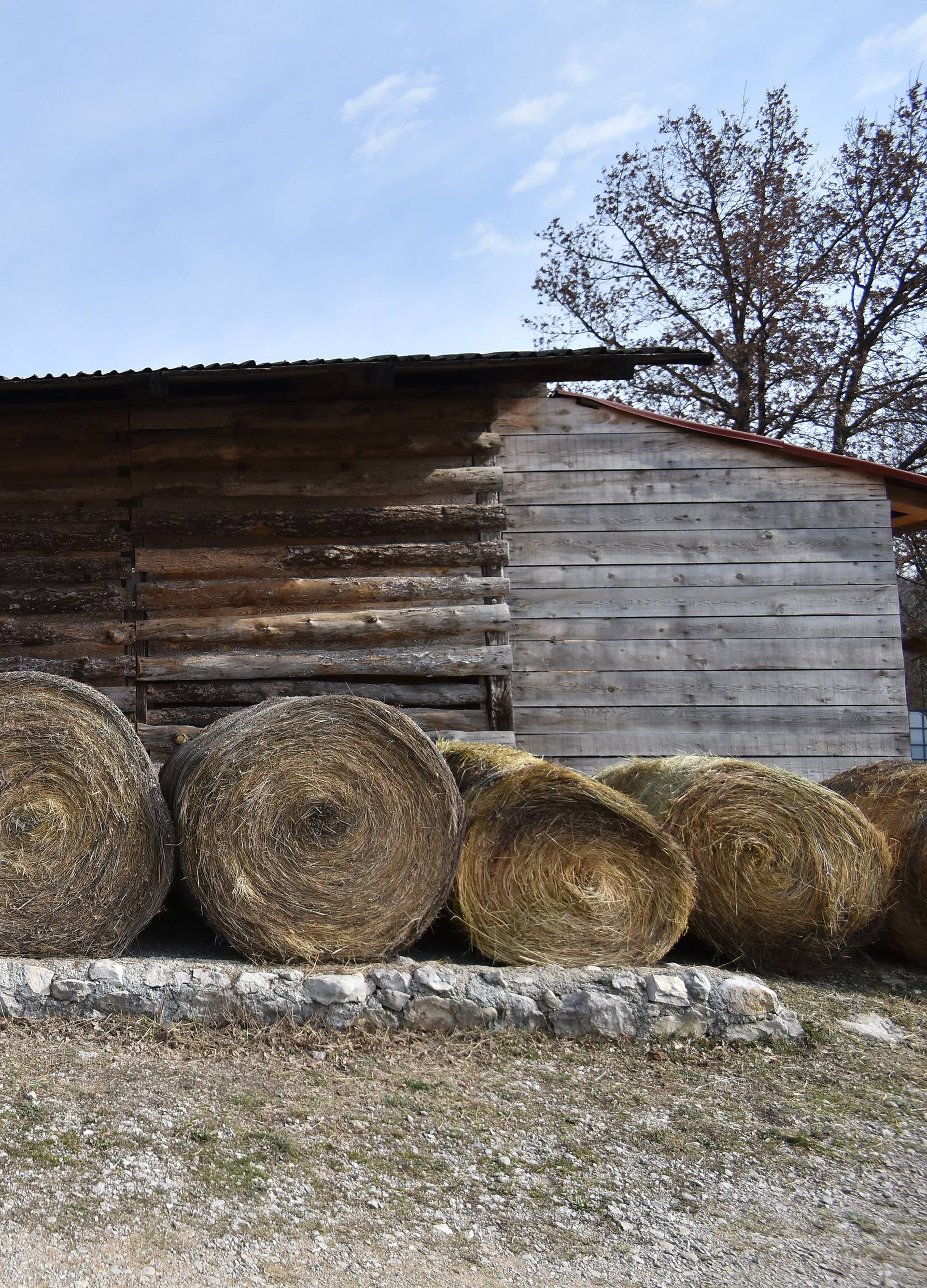 Vlasnica im poginula: 'Plačem kada vidim kako žive ovi konji'