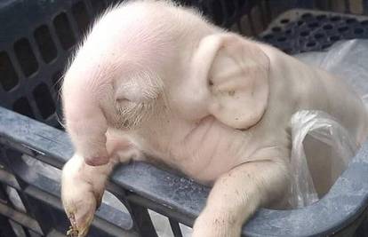 Genetska mutacija: Oprasila se svinja koja izgleda poput slona