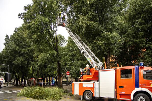 Pula: Srušeno napuklo stablo na Giardinima 