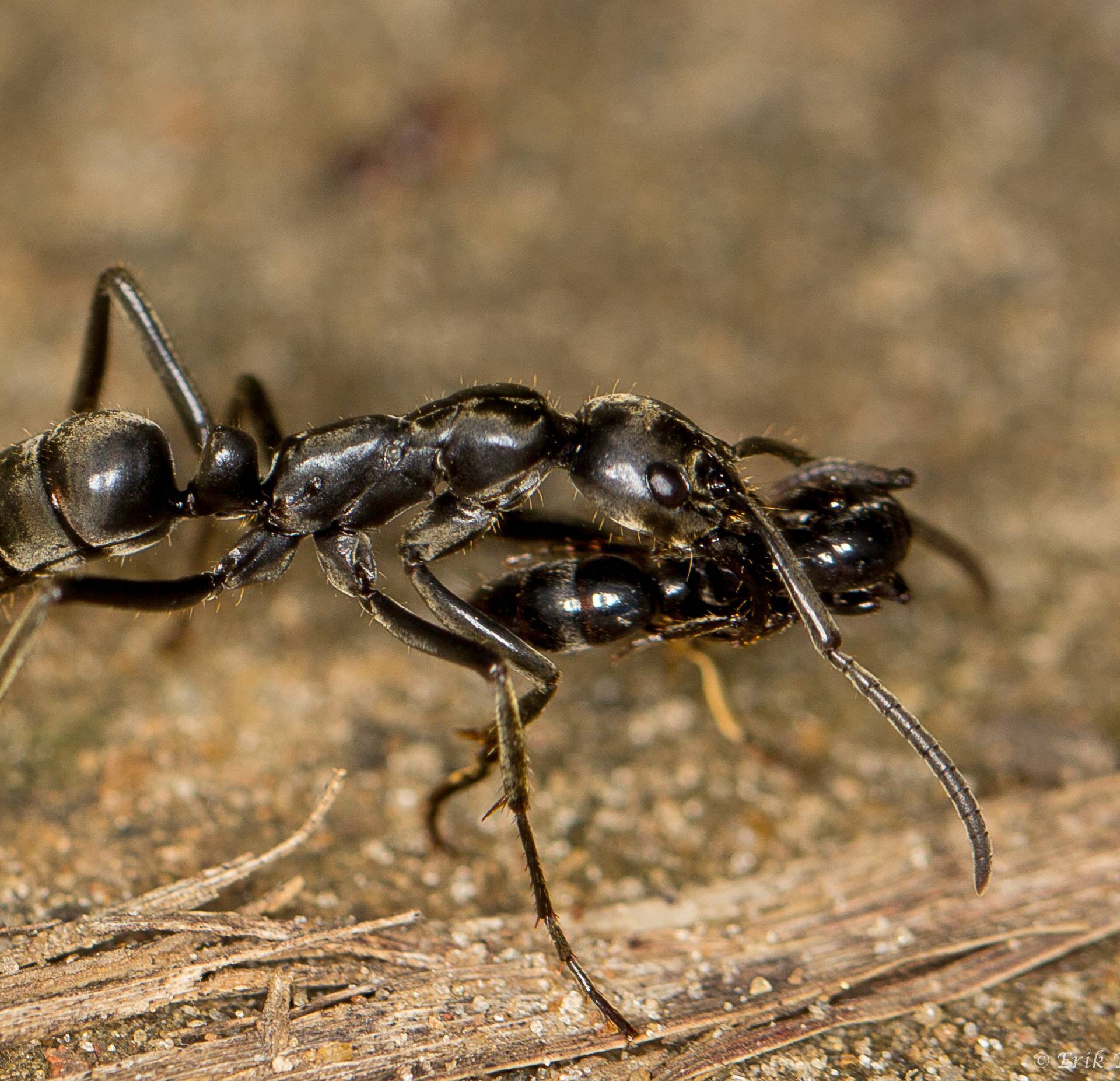 Handout of a Matabele ant is seen carrying an injured mate back to the nest after a raid