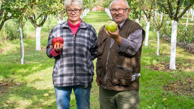 Lovci na jabuke: Domaće sorte uopće nije potrebno prskati