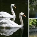 Zaljubljeni labudovi Maks i Mira uživaju u maksimirskoj oazi