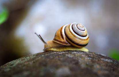 Puževi vam uništavaju vrt? Evo kako ih se najlakše riješiti