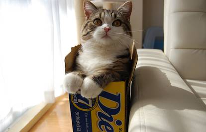Riješili su misterij interneta - zašto je mačka ušla u kutiju?