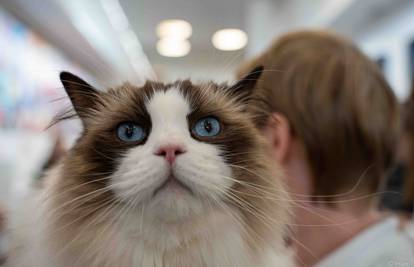 Znate li koliko vaša mačka ima ljudskih godina? Evo kako to možete jednostavno izračunati