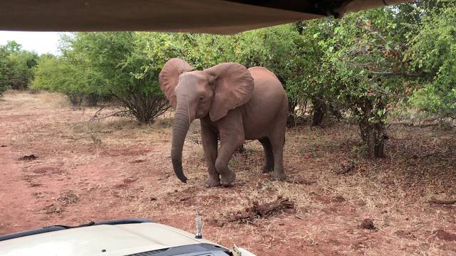 Slonovi u Zimbabveu umiru od suše i gladi: 'Situacija je teška'