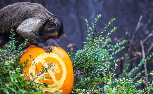 Zagreb: U Zoološkom vrtu organizirana podjela slasnih bundeva životinjama