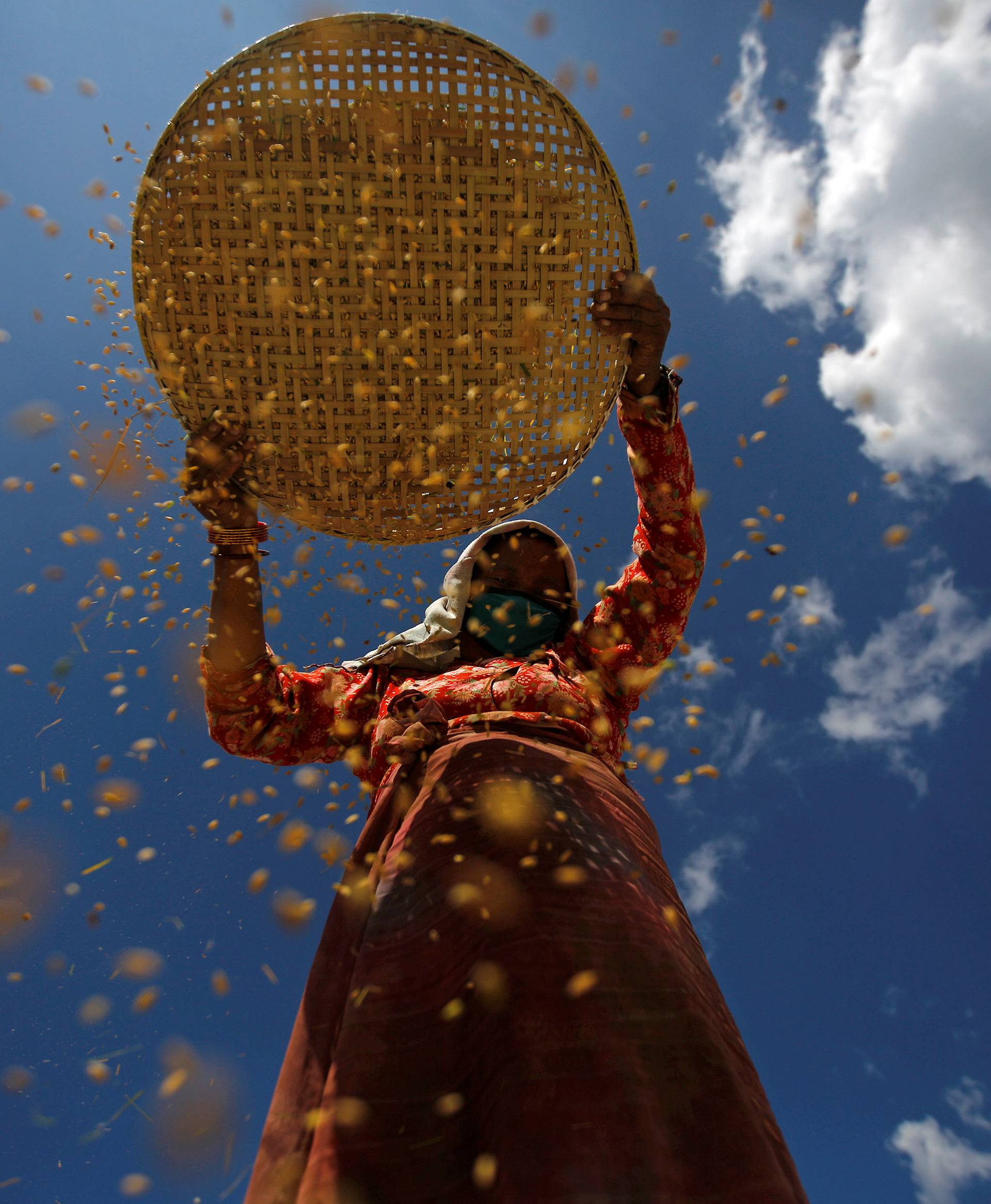 A farmer harvests rice on a field in Lalitpur