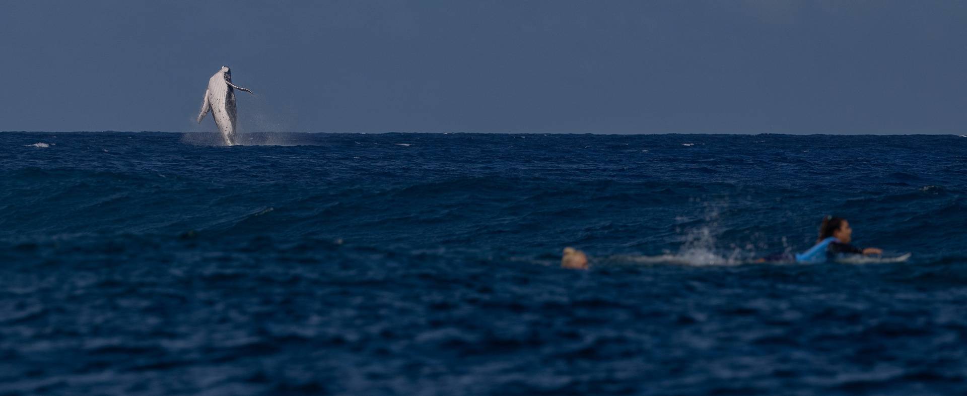 Humpback whale jumps above water during Paris 2024 Olympics Surfing Women's Semifinals in Teahupo'o, Tahiti, French Polynesia