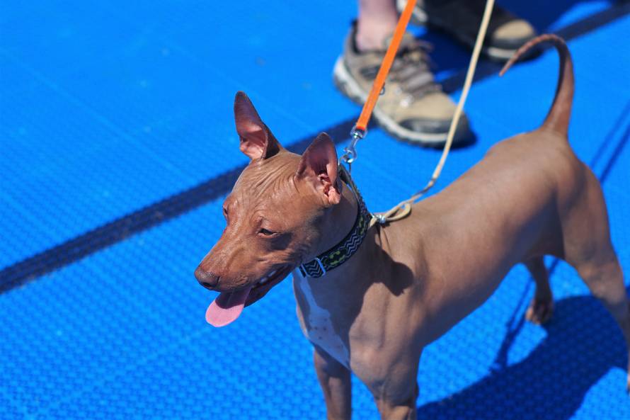 Pseći show: Američki golokoži u ringu s moskovskim čuvarom