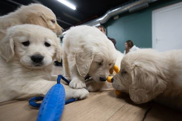 24SATA Paw Yoga, inovativni koncept joge koji je stigao u Hrvatsku