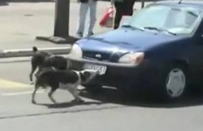 Pas sa stavom: Tjerao ga s ceste pa ostao bez tablice