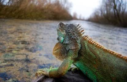 Pitoma iguana: Preplivala je Savu i ilegalno ušla u Bosnu