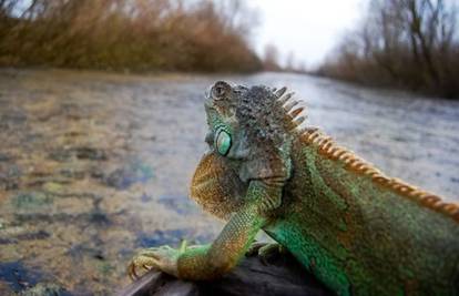 Bizaran meteoalarm: Na Floridi će od hladnoće padati - iguane!