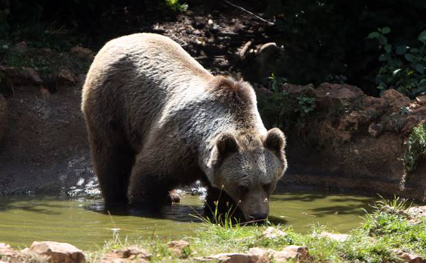 Medvjedi u Kuterevu uživaju u ledenim poslasticama