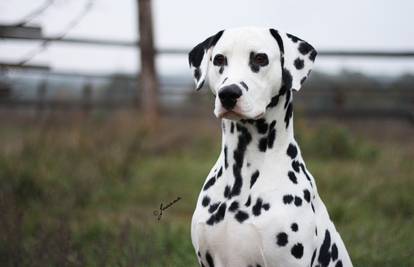 Dalmatinski pas DuDu poziva vas na druženje i fotografiranje