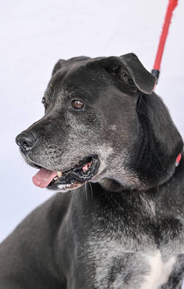 Psi iz Skloništa za nezbrinute životinje Grada Zagreba-Dumovec