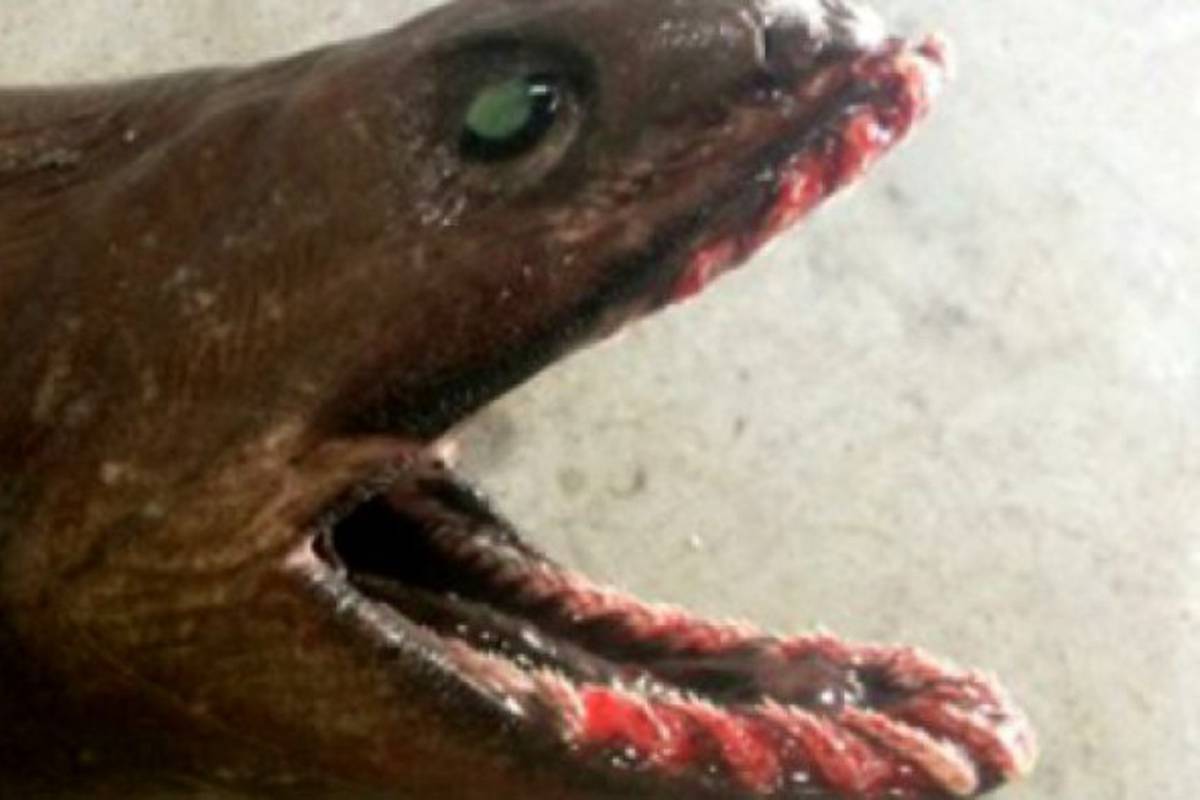 Uhvatio je prapovijesno biće, morskog psa  s čak 300 zuba!
