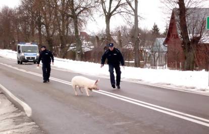 Šunka mijenja lokaciju, prijem: Policija 2 sata juri za svinjom