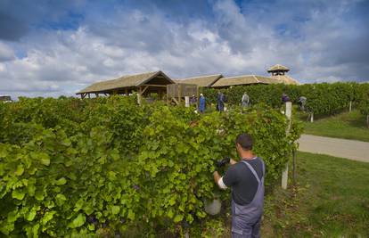 Započela je berba graševine i malvazije: Beremo grožđe na gotovo 1300 hektara vinograda