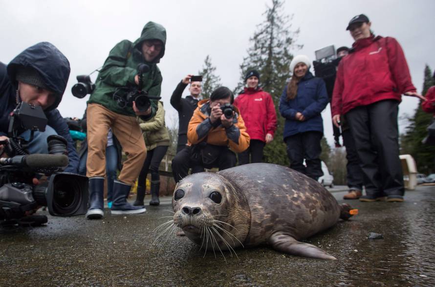 Tuljanica Maelle se oporavila i sretno vratila u svoju divljinu