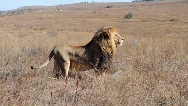 WM 2010 - The Rhino and Lion Naturreservat