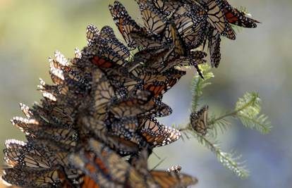 Kolonije leptira monarha bude se u meksičkim šumama