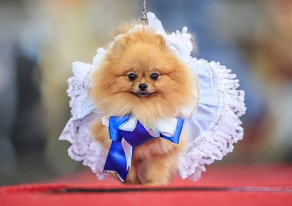 Furbabies dog Pageant